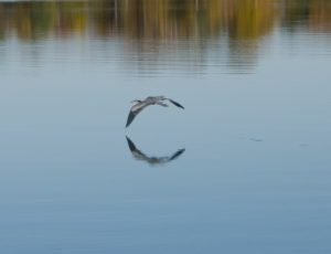 Blue Heron in flight with ciruclar reflection in water, photo by Brian Klocke