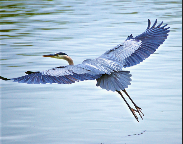 Blue Heron