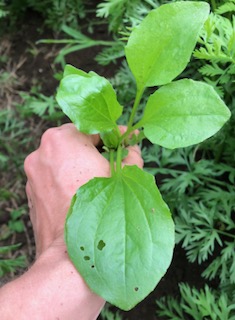 A fresh plantain has been pulled from a bed of carrots and held in a hand covered with dirt from the garden