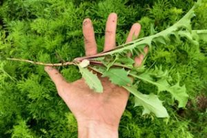 Fresh whole dandelion plant including root and leaves held in a hand covered in garden dirt with a background of growing carrots