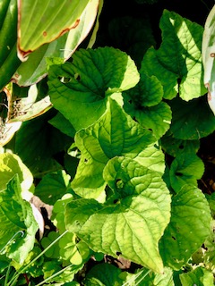 Heart shaped leaves of a wild violet growing out from under a varigated hosta in the flower garden