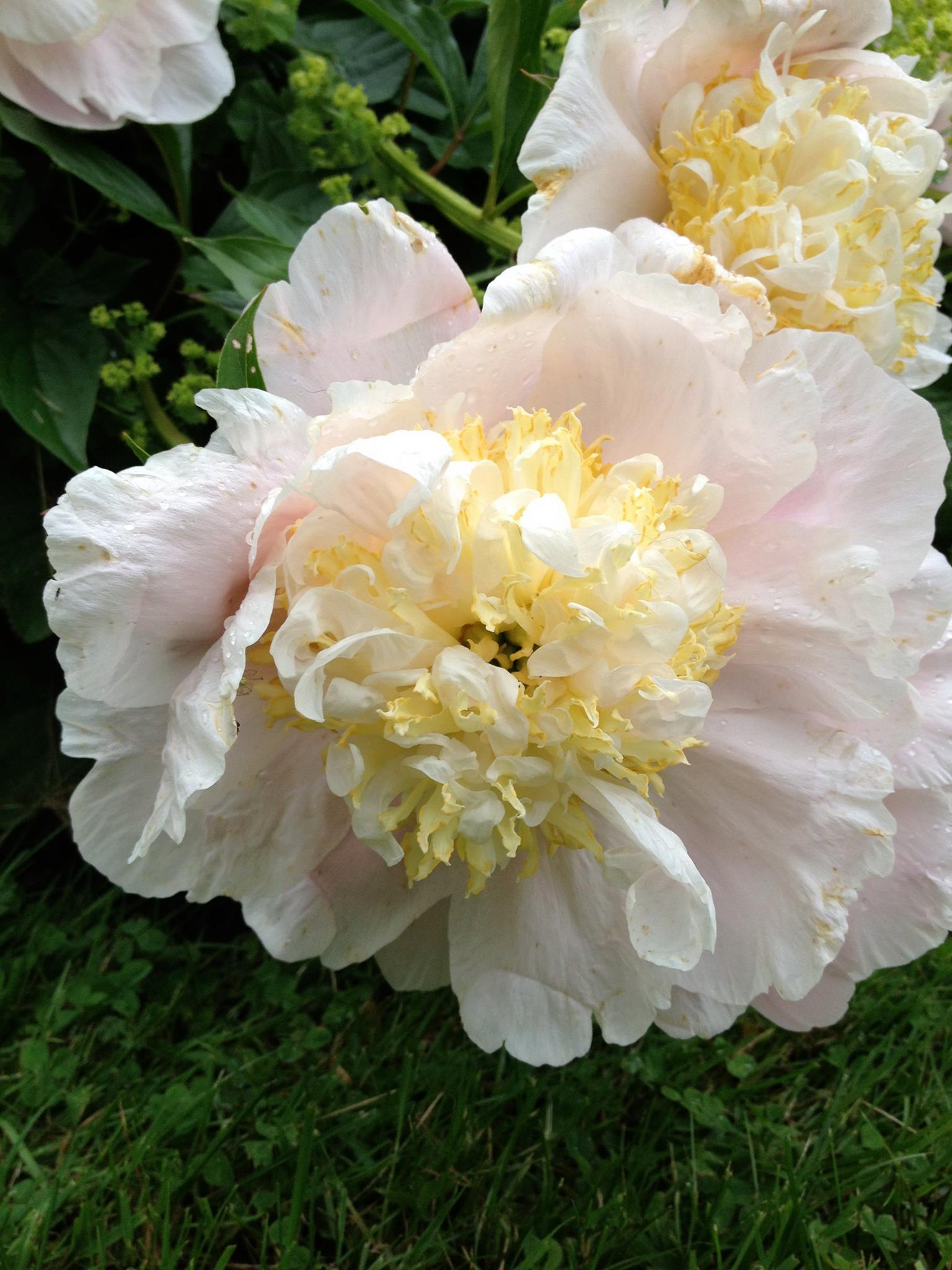 White peony blossom with pink edges to the petal and a yellow center