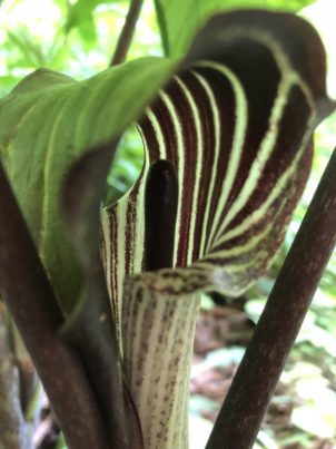 Jack-In-The-Pulpit
