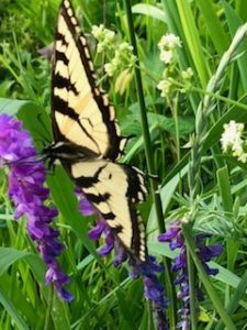 Butterfly with yellow wings on purple wildflowers with green plant stalks in the background