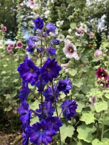 Dark purple blue delphiniums with a white and pink hollyhock in the background, many leaves and some blue sky are visible