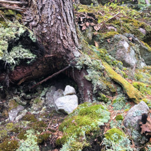 A woods scene including moss, the roots of a hemlock tree, and quartz rocks