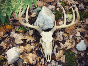 Deer skull with antlers resting on forest floor with autumn leaves, quartz rocks and ferns